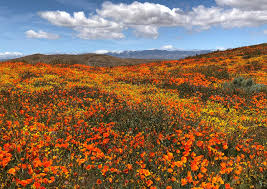 We did not find results for: Antelope Valley California Poppy Reserve Lancaster 2021 All You Need To Know Before You Go With Photos Tripadvisor