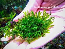 Image result for Crepidomanes fallax