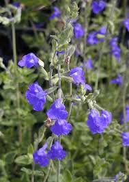 Image result for monrovia green pot