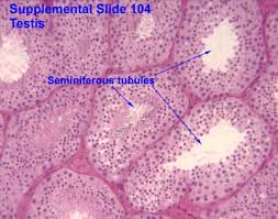 Check spelling or type a new query. Male Reproductive