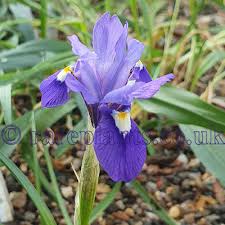 Image result for Moraea niassensis