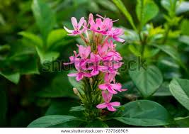 Image result for x Ruttyruspolia