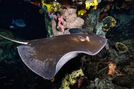 Image result for Stingray