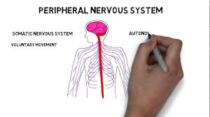The central system is the primary command center for the body, and is comprised of. 2 Minute Neuroscience Divisions Of The Nervous System Youtube
