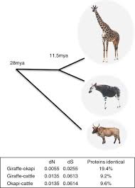 Giraffe Genome Sequence Reveals Clues To Its Unique