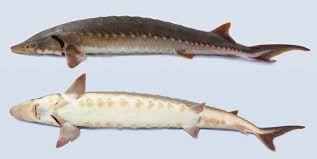 For other sturgeon rivers in michigan, see sturgeon river (michigan). Shortnose Sturgeon