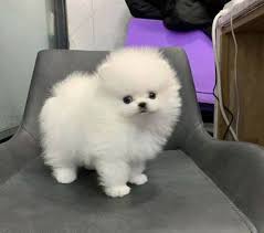Sometimes it is defined as a if you are looking to find a teacup pomeranian for adoption, visit any pomeranian rescue center next to your home. Tiny Teacup Pomeranian Puppies Available Charlotte Animal Pet