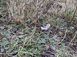 Jiji.com.gh more than 25 surgical masks for sale price tarting from gh₵ 6 in ghana choose surgical masks and buy.oxygen masks and nasal prongs for all age levels are available at mcsarpong medical equipment & supplies. Face Mask Disposal Still A High Concern Twinfm