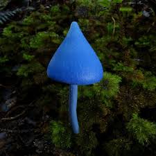 Entoloma Hochstetteri Reich Stevenson Fungi Magical Mushrooms Mushroom Fungi