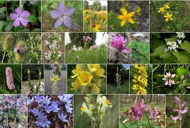 Diese seiten sollen ihnen helfen, pflanzen und blumen anhand von bildern einfach und schnell zu bestimmen.am besten gelingt das über die farbe oder form der blüten.die bestimmung von nicht blühenden pflanzen nach ihrem habitus (wuchsform) oder blattform ist ebenfalls möglich. Pflanzen Fur Bochumer Naturgarten
