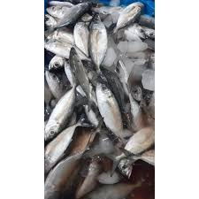 Ikan tuna mata besar ditemukan mulai dari permukaan air sampai pada kedalaman 250 m. Ikan Kembung Mata Besar Segar Bentrong 1kg Isi 8 10 Shopee Indonesia