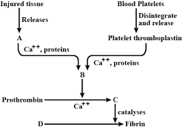 Blood clotting is a vital process that prevents excessive bleeding following an injury to a blood vessel. Identify The Components Labelled A D In The Given Flow Chart Of The Blood Clotting Process