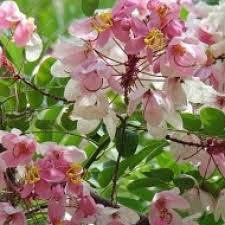 Trees in india known for their grandeur and majesty are like the green pearl in the indian crown. Buy Pink Shower Cassia Javanica Plant Online India At Plantsguru Com