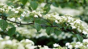 Maybe you would like to learn more about one of these? Eight Great Plants And Flowers For The May Garden