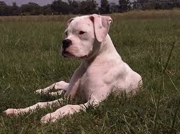 Check spelling or type a new query. Boston Terrier Pitbull Boxer Mix