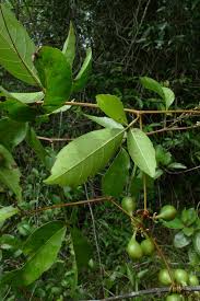 Image result for Paullinia