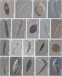 Image result for Lankesteria