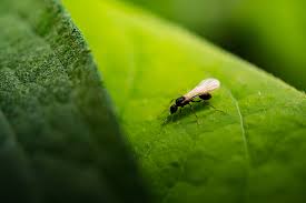 The ants can leave their nests and enter your home looking for food, water, or shelter. Flying Ants Tips To How To Prevent Them Goodgardn Uk