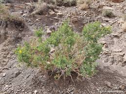 Image result for Adenocarpus mannii