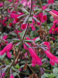 Image result for Satyrium buchananii