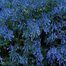 Image result for Pandiaka confusa