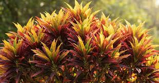 Image result for Excoecaria