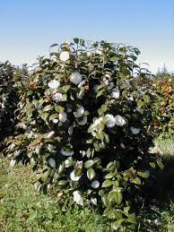 Camellia Japonica Shade Part Shade Japonica White Camellia Shrubs