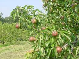 Discover the taste of heirloom. Small Fruit Crops For The Backyard University Of Illinois Extension