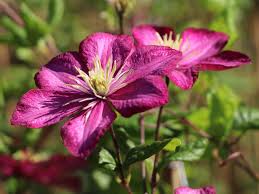 Image result for Clematis villosa
