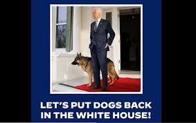 Major made history for being the first shelter dog to live in the white house. Biden S Dog Major Will Get His Own Indoguration As White House S First Rescue Pup