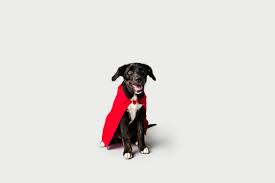 Maybe you would like to learn more about one of these? Blood Bank Cape Cod Veterinary Specialists