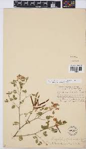 Image result for Argyrolobium tomentosum