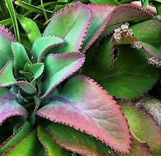 I would be interested in understanding the meaning and reason for the choice of your pen name cactus. The Cactus King Garden Center 1 445 Photos Facebook