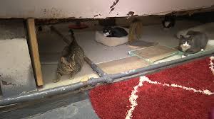 At these clinics, we also take the. A Manhattan Woman Builds An Animal Sanctuary In Her Building
