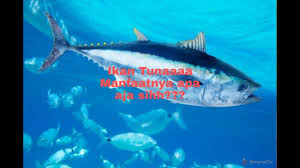 Yuk, coba 9 resep masakan ikan tuna yang enak dan sehat untuk seluruh anggota keluarga ini. Resep Mpasi Ikan Tuna Enak Anti Amis Anti Gtm Mpasi 1 Tahun By Bunda Radhit Youtube