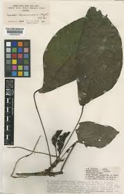 Image result for Cercestis congensis