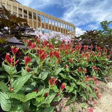 Image result for Spigelia