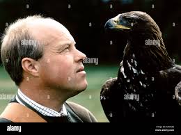 Golden eagle close up uk hi-res stock photography and images