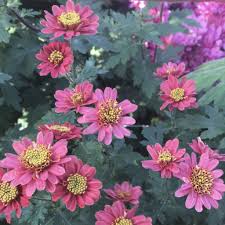 Rose Maiko Rose Chrysanthemum Flowers