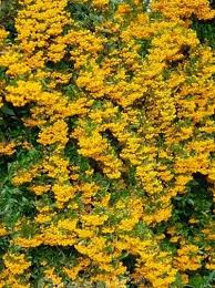 Image result for Pyracantha coccinea soleil d'or
