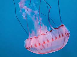 Young cancer crabs are often found clinging to these jellies, even inside the gut. Purple Striped Jelly Online Learning Center Aquarium Of The Pacific