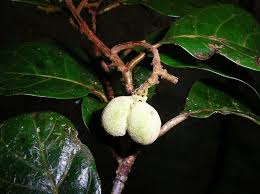 Image result for Dichapetalum deflexum