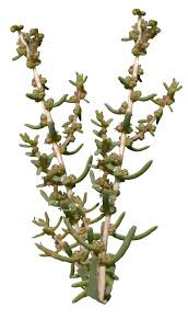 Image result for Suaeda