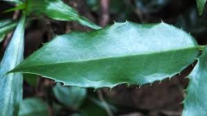 Image result for Rawsonia