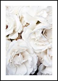 Benvenuto nella sezione cornice fiori di eprice. White Flowers Poster Poster Con Fiori Posterstore It