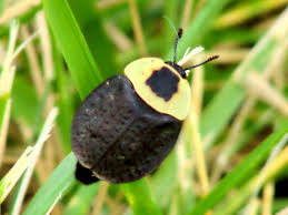 Beetles are unique in every insect way and appropriately diverse. Black And Yellow Beetle Necrophila Americana Bugguide Net