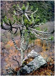 Image result for Euphorbia mwinilungensis