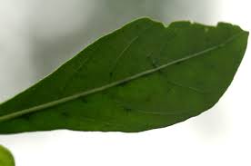 Image result for Pavetta gracillima