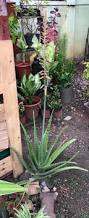 Image result for Aloe rulkensii