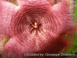 Image result for Clutia hirsuta